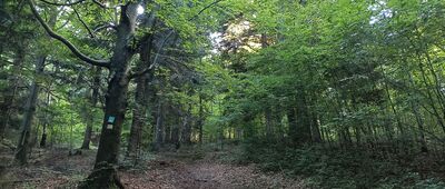 Bystra Krakowska, skrzyżowanie szlaków