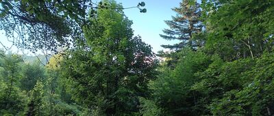 Skrzyżowanie szlaków żółty - czarny ↔ Szczyrk, Kosajonka