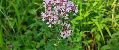 Krościenko ↔ Toporzysko