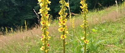 Trzy Korony, kasa ↔ Kosarzyska