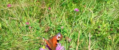 Zamek Pieniny ↔ Polana Wyrobek