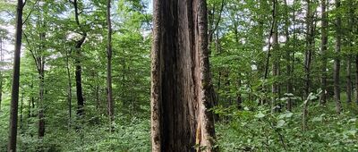 Hyrlata ↔ Roztoki Górne