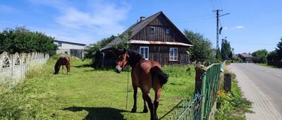 Wola Gułowska ↔ Ernestynów [coraz rzadszy widok na wsi]