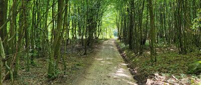 Droga Krokowa ↔ Karlikowo