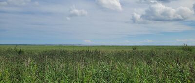 Kaczy winkiel ↔ Swarzewo