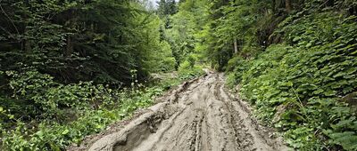 Muczne ↔ Pokazowa Zagroda Żubrów w Mucznem [Błoto o kolorze i konsystencji cementu. Ściąga buty z nóg]