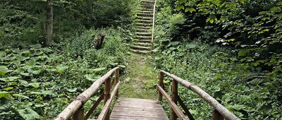 Pokazowa Zagroda Żubrów w Mucznem