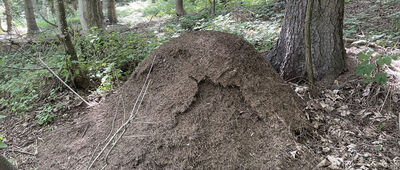Zawoja, Centrum, skrzyżowanie ↔ Przełęcz Kolędówki