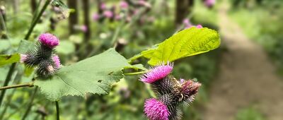 Rozejście ścieżek ↔ Brenzberg, rozejście ścieżki