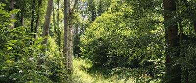 Punkt widokowy ↔ Dolina potoku Sucha [Szlak w górę strumienia jest zarośnięty i chyba niezbyt uczęszczany. Na pewno nie jest oznakowany]