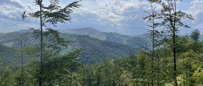 Pod Schroniskiem na Przegibku ↔ Roztoki