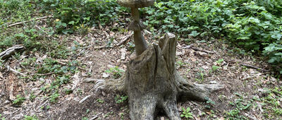 Hájovna Na Rovinách ↔ Przywarówka