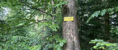 Przełęcz Żdżar ↔ Magura Małastowska