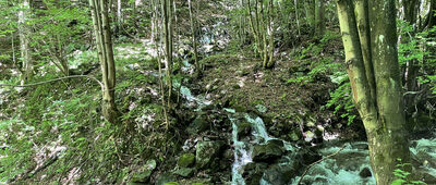 Odbočka k Šútovskému vodopádu ↔ Rieka