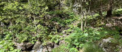 Vidová ↔ Prosiecka dolina