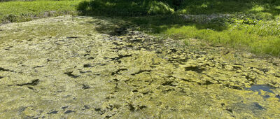 Żydowskie, oczko wodne