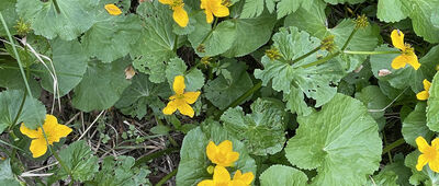 Stráňanské jazero ↔ Stráňany, dolný koniec