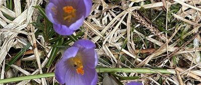 Kubínska hoľa, rázc. ↔ Rázcestie pri Minčole