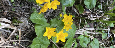 Vtáčnik ↔ Bucľov