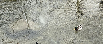 Bystra Podhalańska ↔ Jordanów