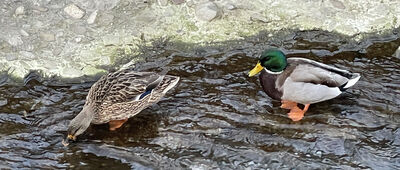 Sułkowice, ul. Sadzika ↔ Sułkowice