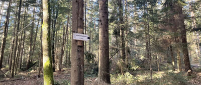 Pod Krzywicką Górą