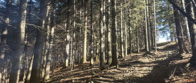 Kapliczka pod Koskową Górą ↔ Bieńkówka