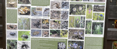 Czarny Groń, mostek