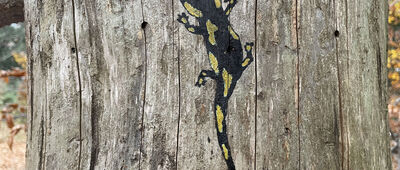 Nad Przełęczą Beskidek