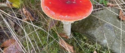 Ranczo Błatnia ↔ Schronisko PTTK Na Błatniej