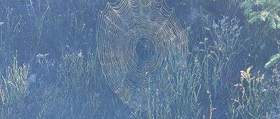 Hala Kopieniec, skrzyżowanie szlaków ↔ Sucha Woda