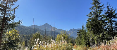 Psia Trawka ↔ Murowaniec, odejście szlaku czarnego