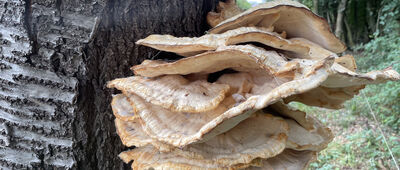 Przydonica Glinik ↔ Bartkowa