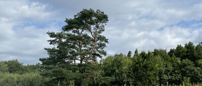 Lipnik ↔ Dziadkówka