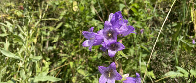 Łopuszna, Zarębek Niżni ↔ Początek ścieżki edukacyjnej "Z Łopusznej na Jankówki"
