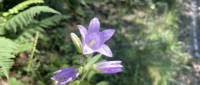 Łopuszna, Zarębek Niżni ↔ Początek ścieżki edukacyjnej "Z Łopusznej na Jankówki"