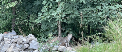 Łopuszna ↔ Łopuszna, Zarębek Niżni