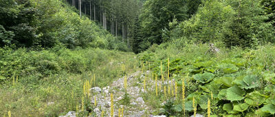 Ludrovská dolina, Pamätnik SNP ↔ Salatin, rázc.