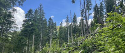 Skręt Ratowników ↔ Schronisko PTTK Markowe Szczawiny
