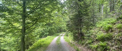 Dolina Kamienicy, odejście szlaku spacerowego ↔ Widok na zbocza Kudłonia
