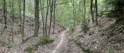 Wąwóz Zbrza ↔ Brzoskwinia