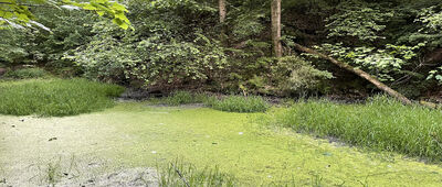 Wąwóz Zbrza ↔ Brzoskwinia