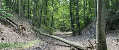Dolinka Aleksandrowicka ↔ Wąwóz Zbrza