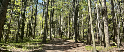 (Była) Polana Beskid ↔ Skrzyżowanie pod Makowską Górą