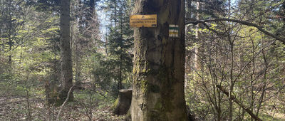 Przełęcz pod Magurką Ponikiewską ↔ (Była) Polana Beskid