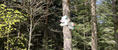 Działek, początek szlaku żółtego