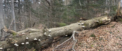 Jaworzyny Ochotnickie ↔ Skrzyżowanie pod Lubaniem