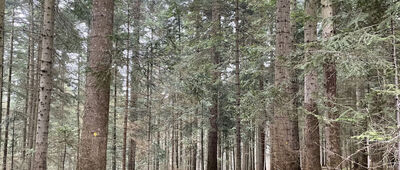 Rozejście szlaków ↔ Carchla