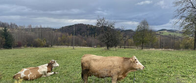 Wola Skrzydlańska ↔ Porąbka, Zagórze