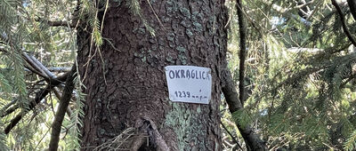 Rozejście szlaków ↔ Przełęcz Malinowe